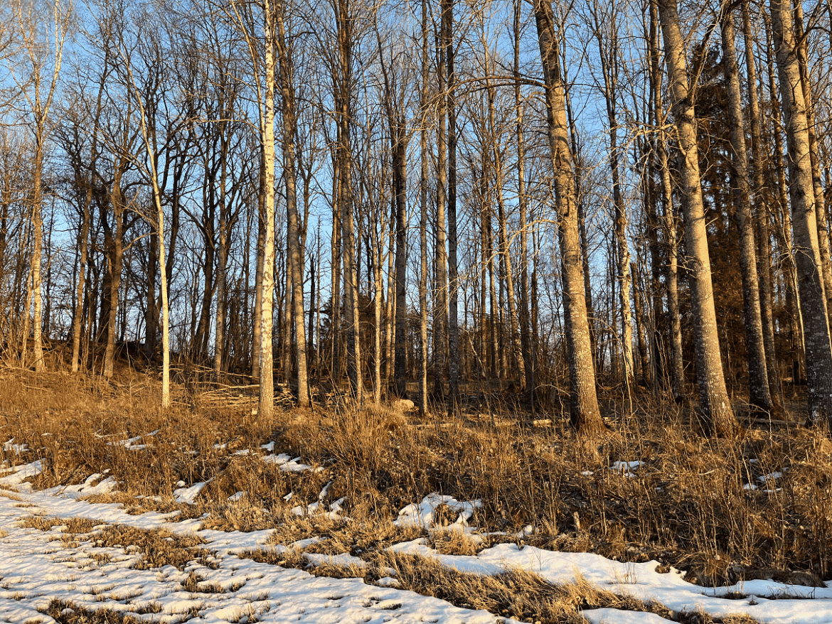 Norconsult utreder miljöpåverkan för detaljplan i Åtvidaberg