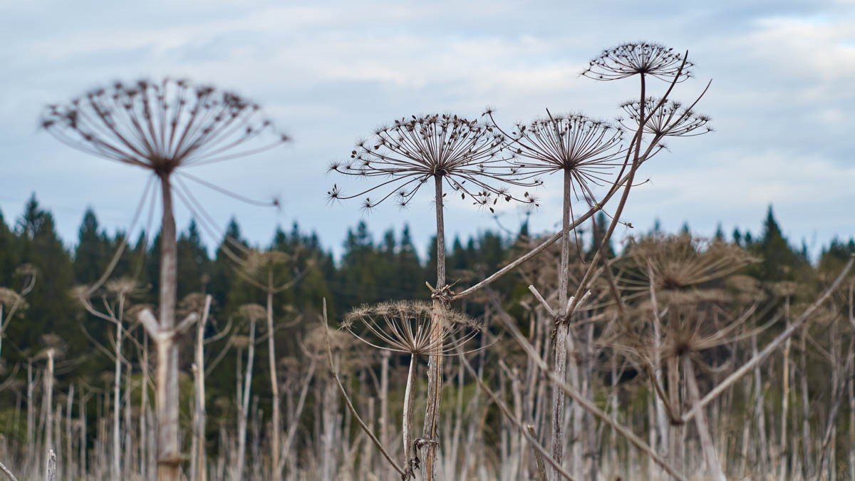 Lenovo och Trifork tar upp kampen mot jättelokan med AI