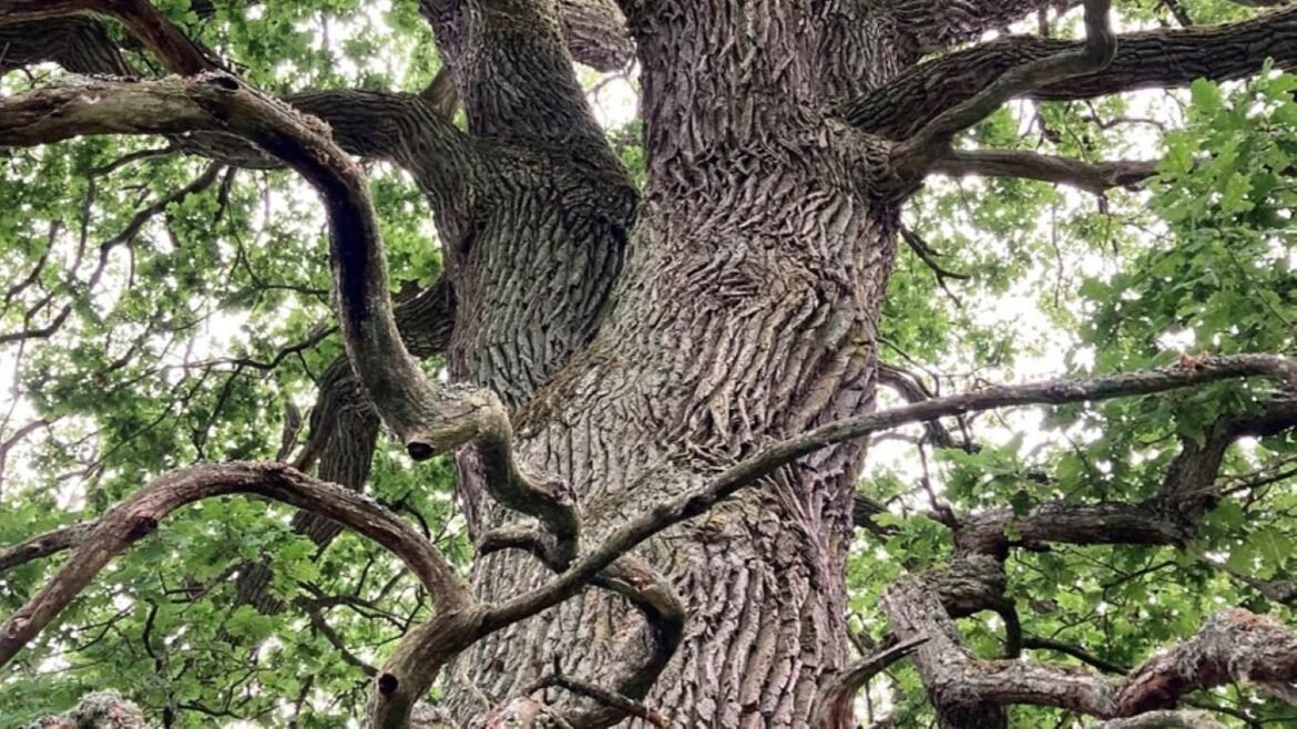 Konsulttipset: Så kan CSRD framtidssäkra din verksamhet