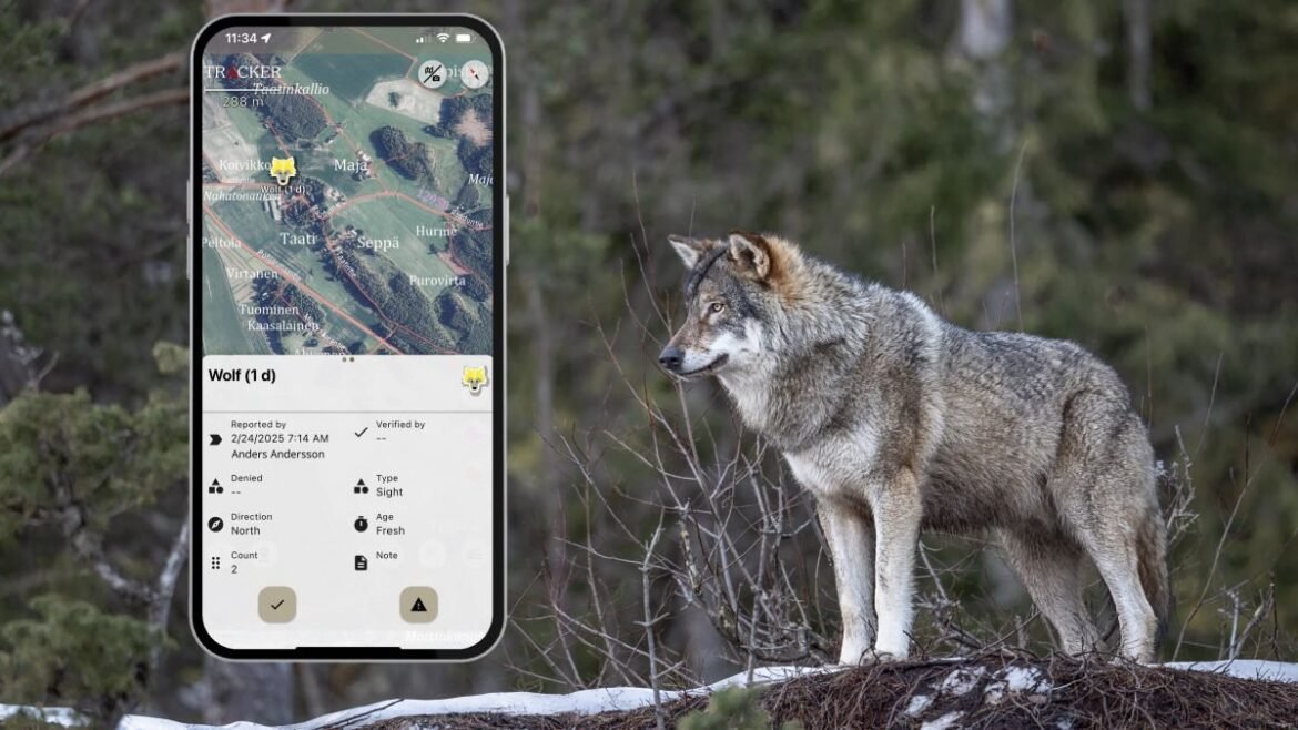 Natlinks vargobservations-app blir gratis för alla - lugnar hundägare