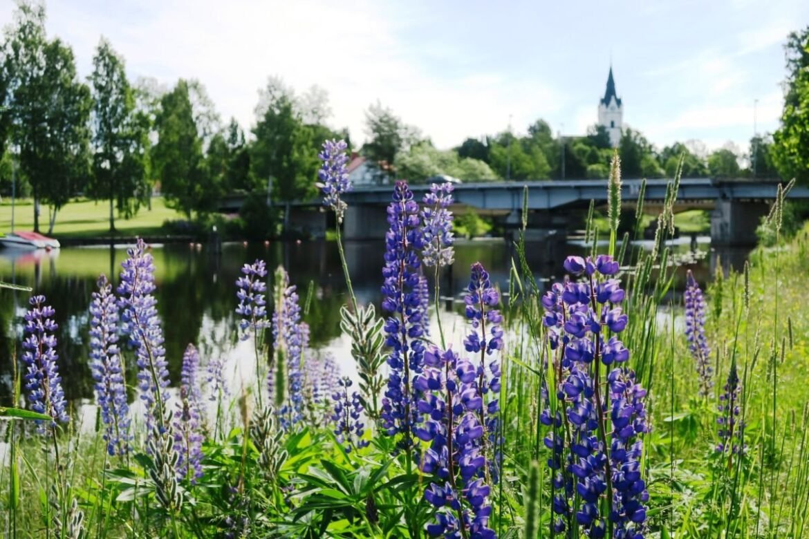 Bekämpa invasiva växter med mobilspel i Sunne kommun