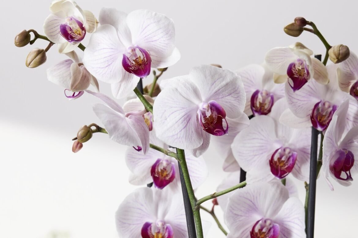 ResQ Club i unikt samarbete med Blomsterlandet för att minska butikssvinn