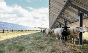 De sköter underhållet i solcellsparken