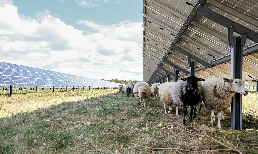 De sköter underhållet i solcellsparken