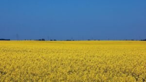 Swedfund investerar för jobb, livsmedelssäkerhet och ekonomisk motståndskraft i Ukraina