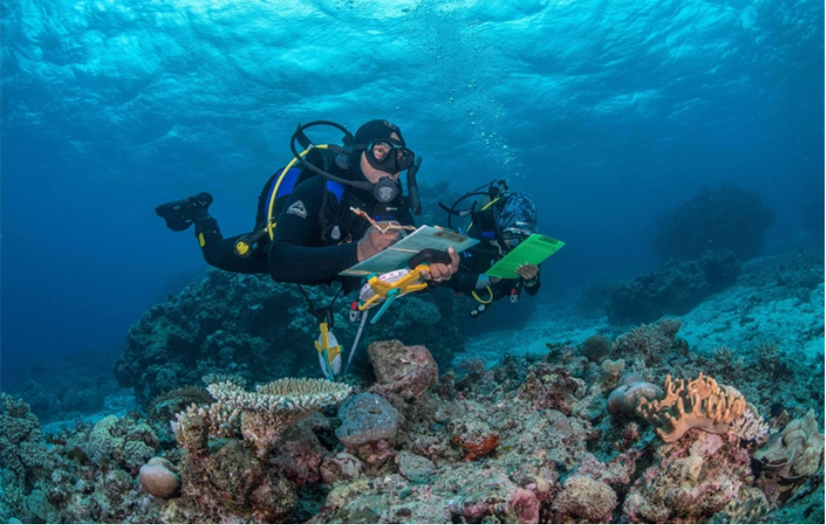 AI och molnteknik ska hjälpa till att rädda världens korallrev
