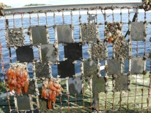 Båtbottenfärg utan gift ger bäst effekt mot påväxt